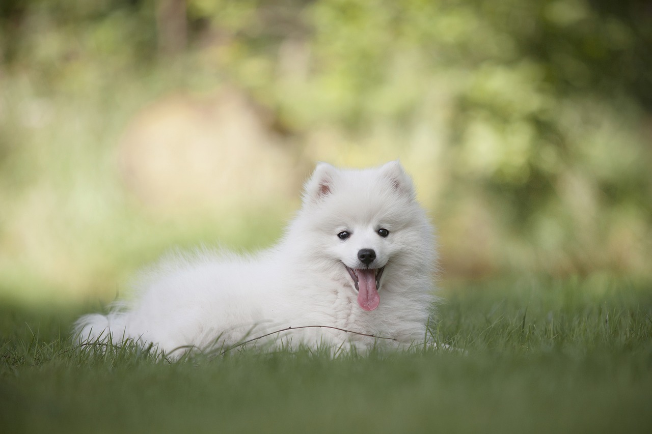 Why the Keeshond Is a Great Family Dog